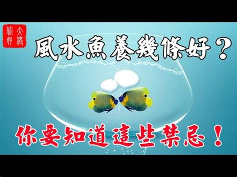 養魚隻數|【魚缸數與風水】風水魚的顏色和數量 